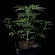 Rebel Grown in My Town