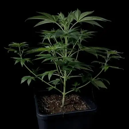 Rebel Grown in My Town