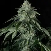 Rebel Grown in My Town