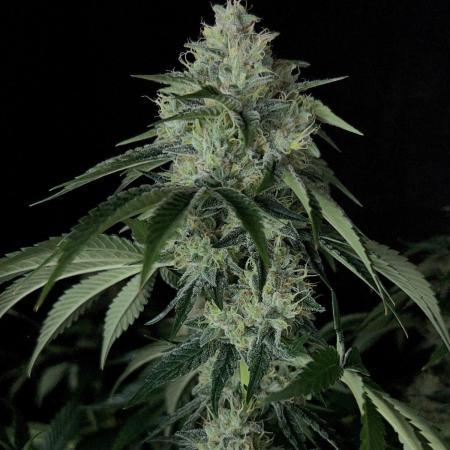 Rebel Grown in My Town