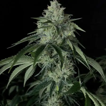 Rebel Grown in My Town