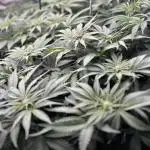 Flavor & Power: A Controlled Grow
