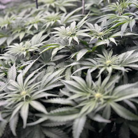 Flavor & Power: A Controlled Grow