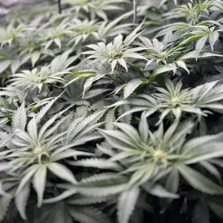 Flavor & Power: A Controlled Grow
