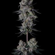 Purple Headies Pheno Hunt