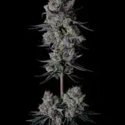 Purple Headies Pheno Hunt