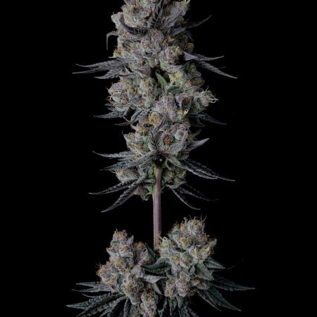 Purple Headies Pheno Hunt