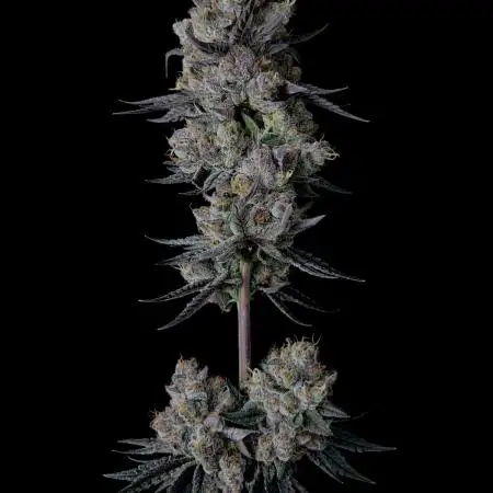 Purple Headies Pheno Hunt