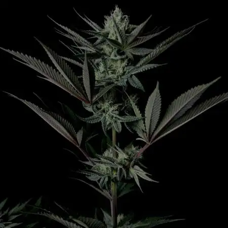 Purple Headies Pheno Hunt