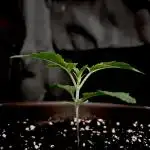 The Jet Puft Experiment