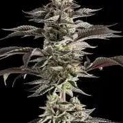 The Jet Puft Experiment