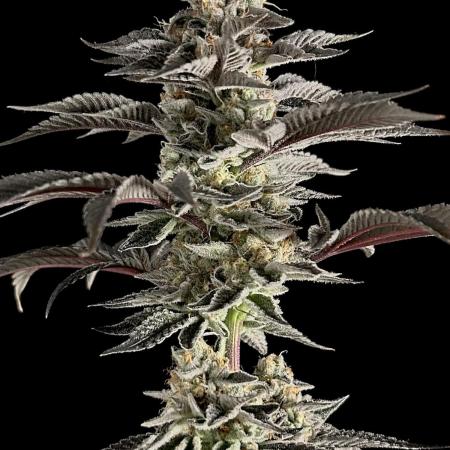 The Jet Puft Experiment