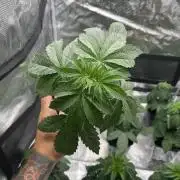 Rebel Grown in My Town