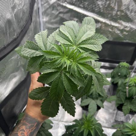 Rebel Grown in My Town