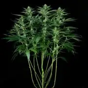Rebel Grown in My Town