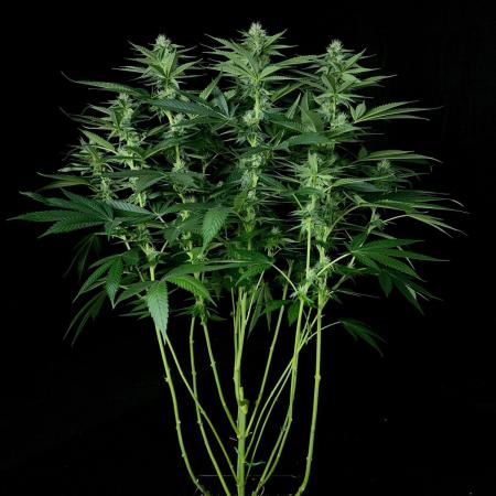 Rebel Grown in My Town