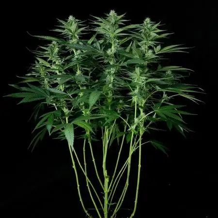 Rebel Grown in My Town