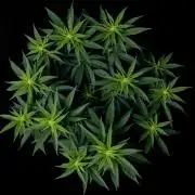 Rebel Grown in My Town