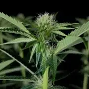 Rebel Grown in My Town