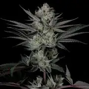 Purple Headies Pheno Hunt