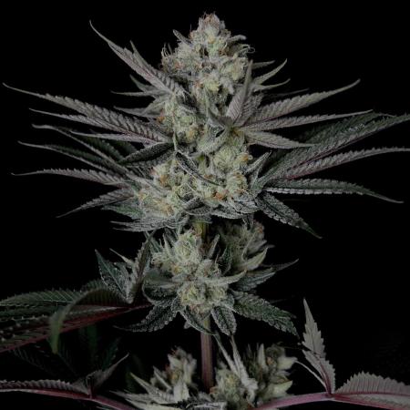 Purple Headies Pheno Hunt