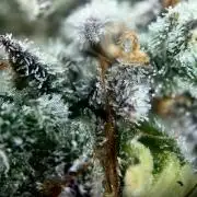 Rebel Grown in My Town