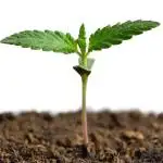 Home Grow