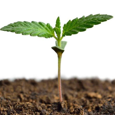 Home Grow