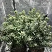 Homegrow