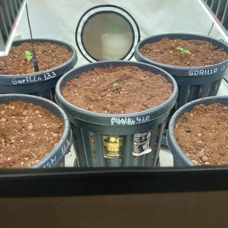 Fast buds