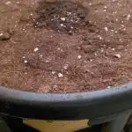 Fast buds