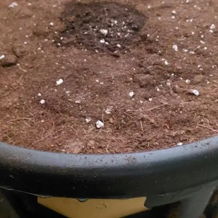 Fast buds