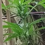 First time grower w/autos