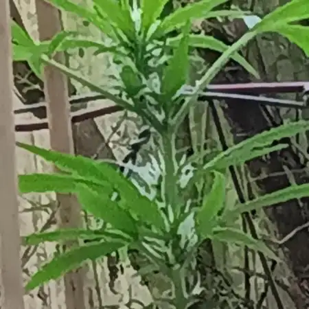 First time grower w/autos