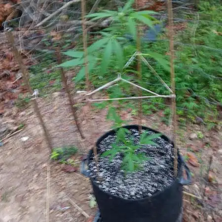 First time grower w/autos