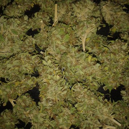 Auto Sour Diesel