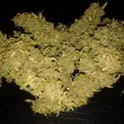 Auto White Prussian