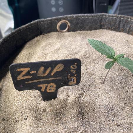 z-Up Fastbuds