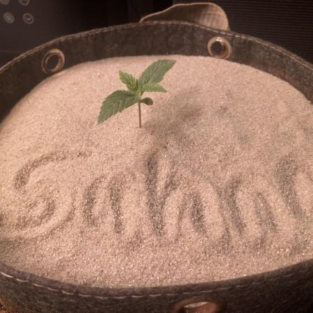 Anesia Seeds - Toffee Pudding Auto