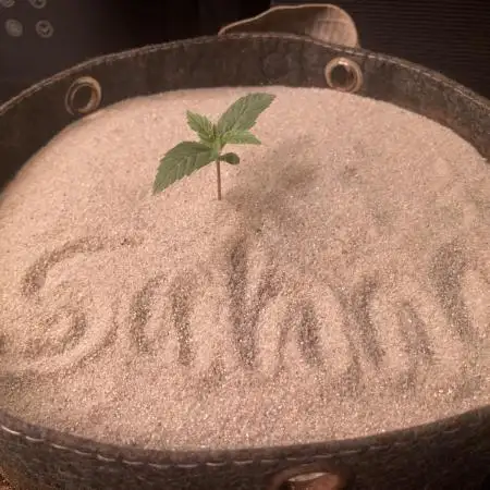 Anesia Seeds - Toffee Pudding Auto