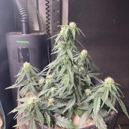 Anesia Seeds - Toffee Pudding Auto