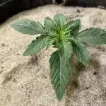 Anesia Seeds - Toffee Pudding Auto