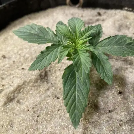 Anesia Seeds - Toffee Pudding Auto