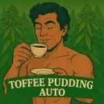 Anesia Seeds - Toffee Pudding Auto