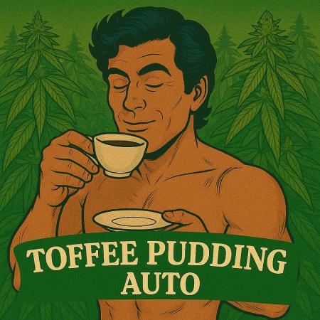 Anesia Seeds - Toffee Pudding Auto