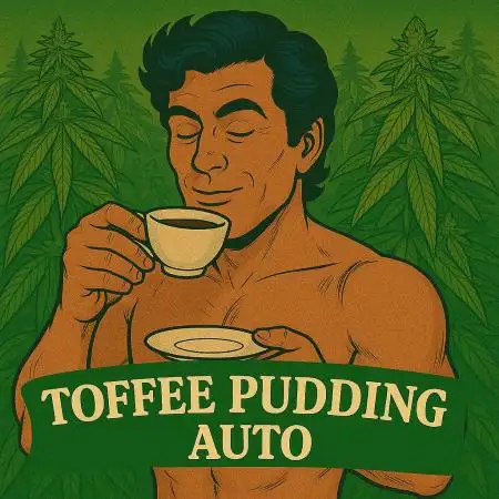 Anesia Seeds - Toffee Pudding Auto