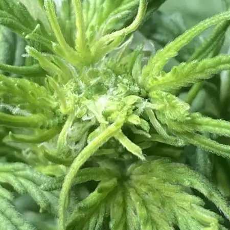 Anesia Seeds - Toffee Pudding Auto