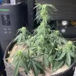 Anesia Seeds - Toffee Pudding Auto