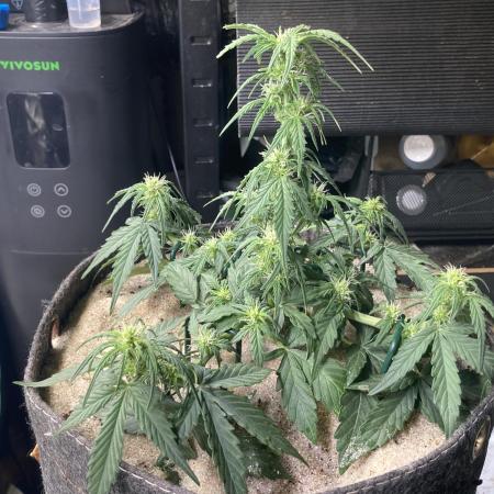 Anesia Seeds - Toffee Pudding Auto