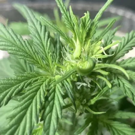 Anesia Seeds - Toffee Pudding Auto